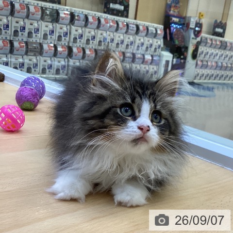 愛知県のノルウェージャンフォレストキャット (ペットプラス 三好店/2026年6月2日生まれ/女の子/ブラウンタビーホワイト)の子猫の3枚目の画像