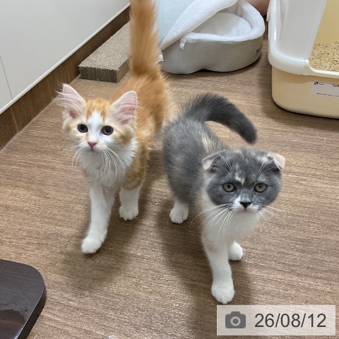 愛知県のスコティッシュフォールド (ペッツワン 東海店/2026年5月19日生まれ/女の子/ブルーパッチドタビーホワイト)の子猫の4枚目の画像