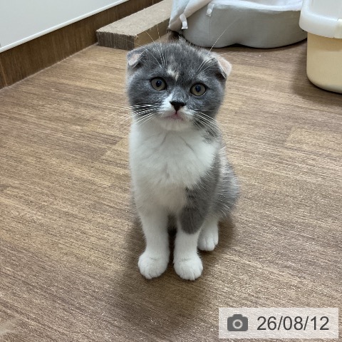 愛知県のスコティッシュフォールド (ペッツワン 東海店/2026年5月19日生まれ/女の子/ブルーパッチドタビーホワイト)の子猫の3枚目の画像