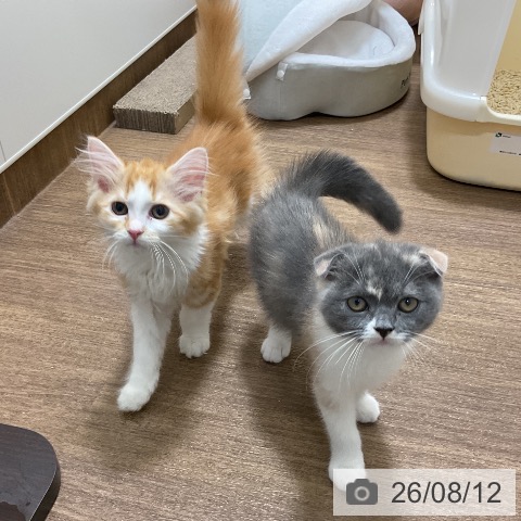 愛知県のサイベリアン (ペッツワン 東海店/2026年5月26日生まれ/女の子/レッドタビーホワイト)の子猫の4枚目の画像