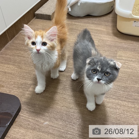 愛知県のサイベリアン (ペッツワン 東海店/2026年5月26日生まれ/女の子/レッドタビーホワイト)の子猫の3枚目の画像