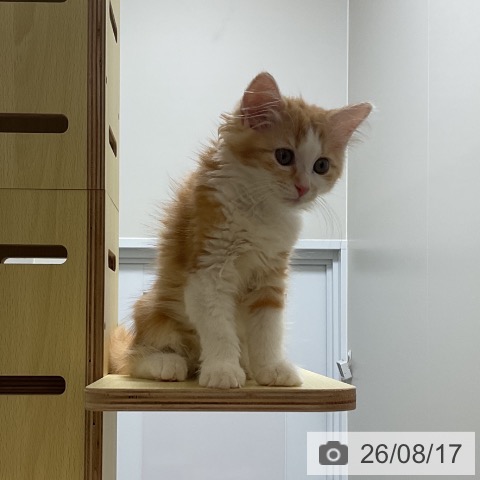愛知県のサイベリアン (ペッツワン 東海店/2026年5月26日生まれ/女の子/レッドタビーホワイト)の子猫の4枚目の画像