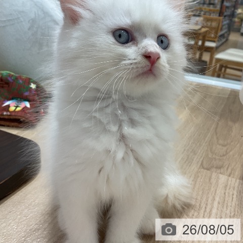 サイベリアンの写真