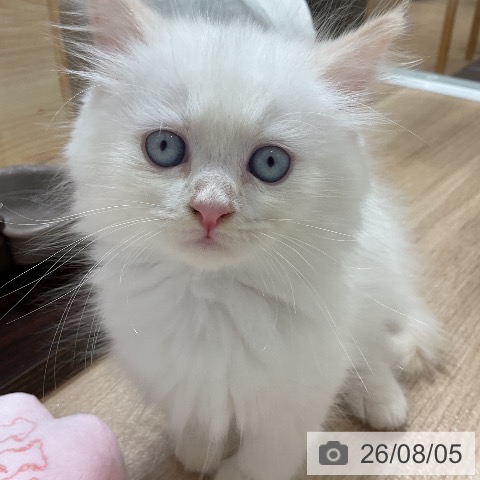 サイベリアンの写真