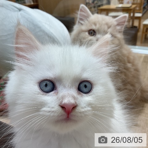 サイベリアンの写真