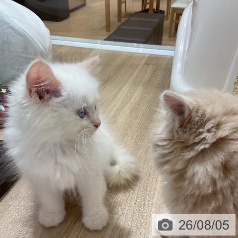 サイベリアンの写真