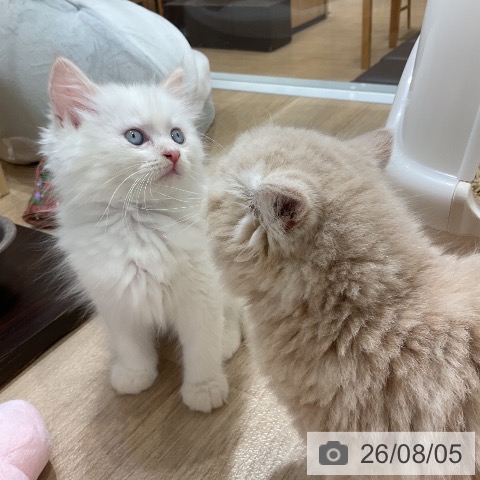 サイベリアンの写真