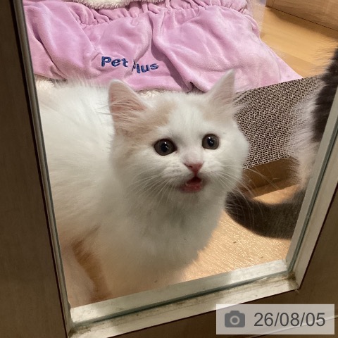 ブリティッシュロングヘアの写真