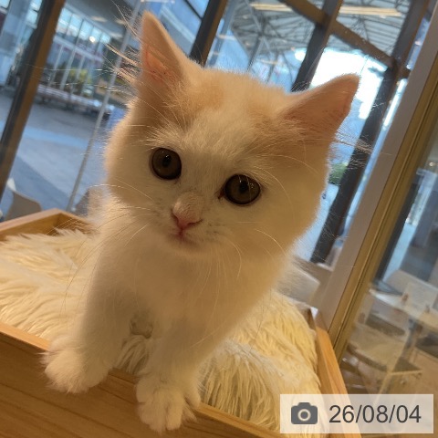 ブリティッシュロングヘアの写真