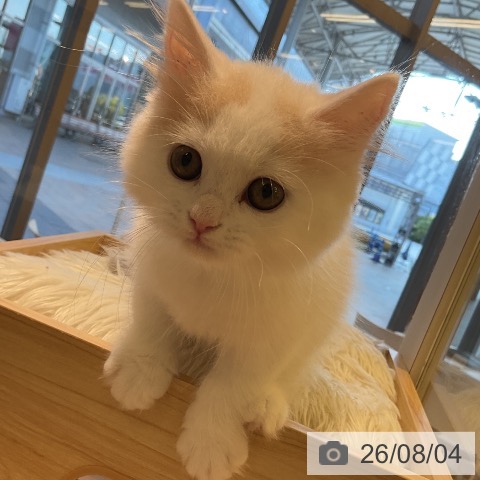 ブリティッシュロングヘアの写真