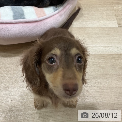 三重県のミニチュアダックスフンド(ロング) (ペットプラス 鈴鹿店/2026年6月1日生まれ/男の子/チョコレートイエロー)の子犬の4枚目の画像