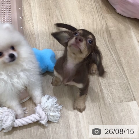 ミニチュア・ダックスフンドの写真