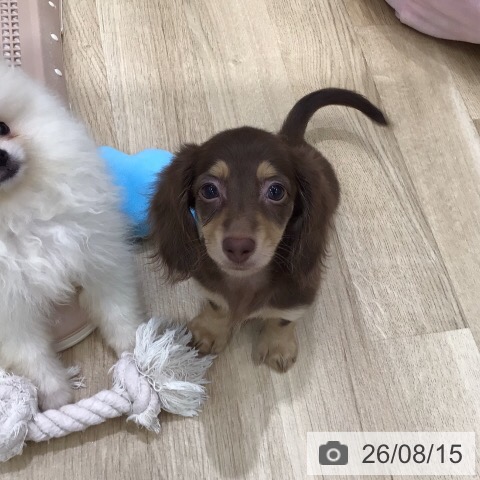 ミニチュア・ダックスフンドの写真