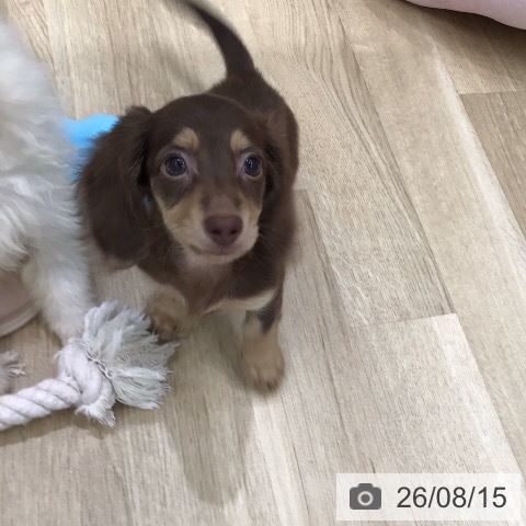 ミニチュア・ダックスフンドの写真