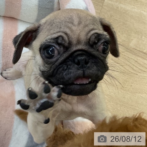愛知県のパグ (ペットプラス mozoワンダーシティ店/2026年6月1日生まれ/男の子/フォーン)の子犬の4枚目の画像