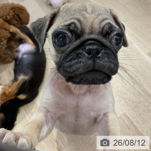 愛知県のパグ (ペットプラス mozoワンダーシティ店/2026年6月1日生まれ/男の子/フォーン)の子犬の3枚目の画像