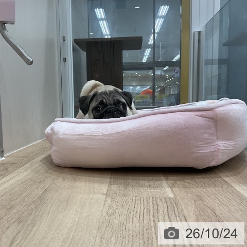 パグの写真