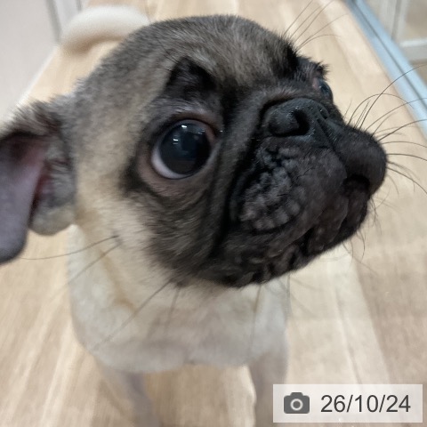 パグの写真
