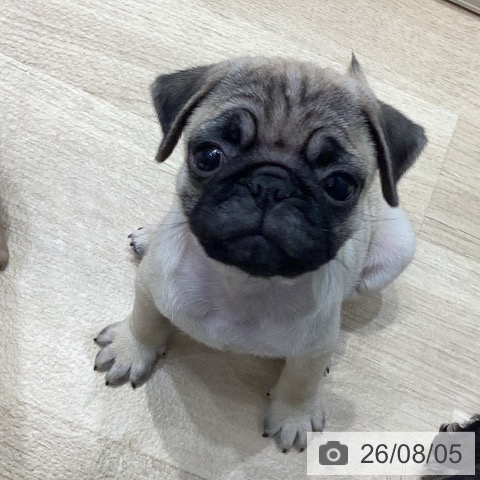 岐阜県のパグ (ペットプラス 各務原店/2026年6月1日生まれ/女の子/フォーン)の子犬の4枚目の画像