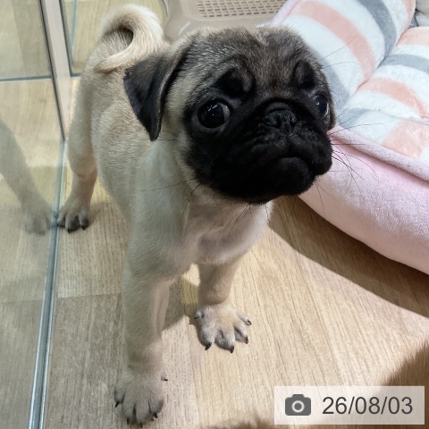 パグの写真