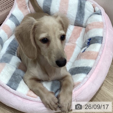 ミニチュア・ダックスフンドの写真