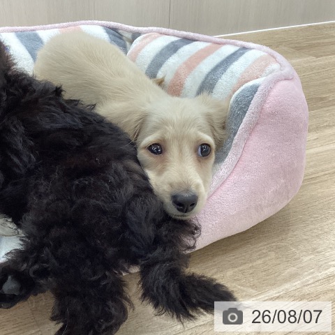ミニチュア・ダックスフンドの写真