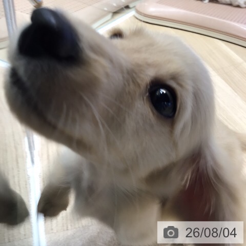 ミニチュア・ダックスフンドの写真