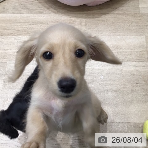 ミニチュア・ダックスフンドの写真