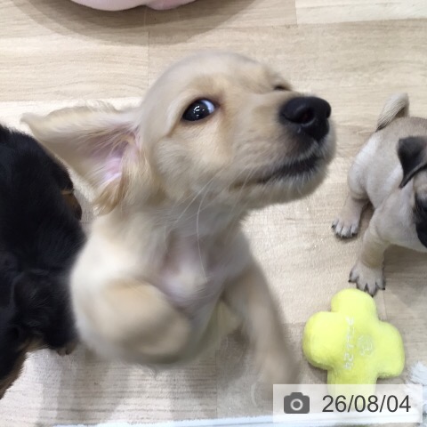 ミニチュア・ダックスフンドの写真