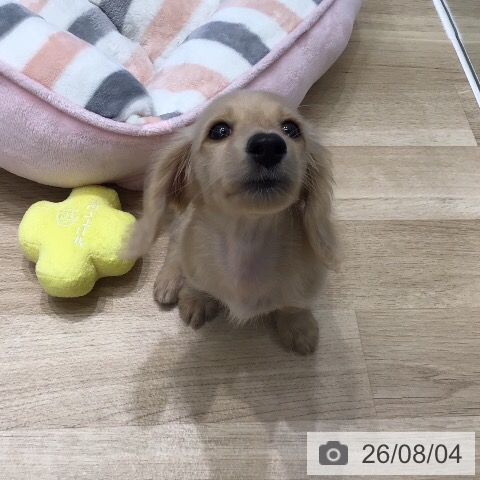 ミニチュア・ダックスフンドの写真