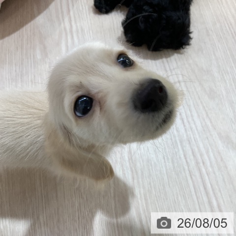 ミニチュア・ダックスフンドの写真