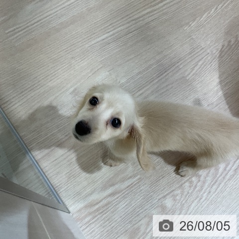 ミニチュア・ダックスフンドの写真