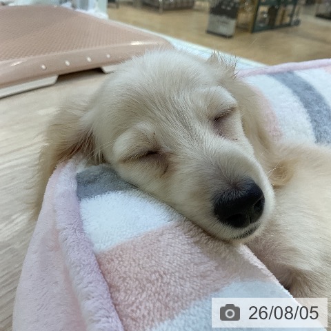 ミニチュア・ダックスフンドの写真