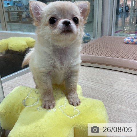 チワワの写真