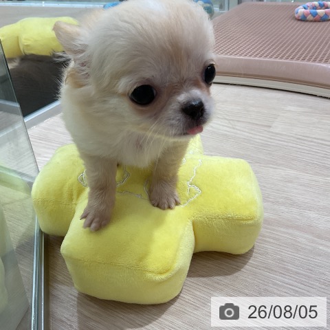 チワワの写真