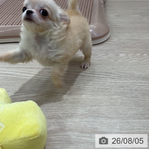 チワワの写真
