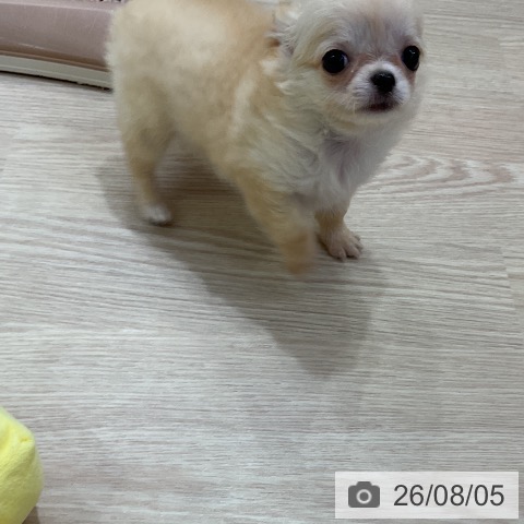 チワワの写真
