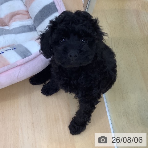 愛知県のトイプードル(トイ) (ペットプラス 三好店/2026年6月3日生まれ/男の子/ブラック)の子犬の4枚目の画像