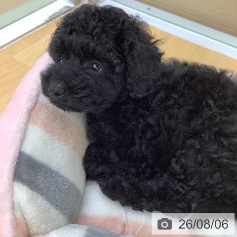 愛知県のトイプードル(トイ) (ペットプラス 三好店/2026年6月3日生まれ/男の子/ブラック)の子犬の3枚目の画像