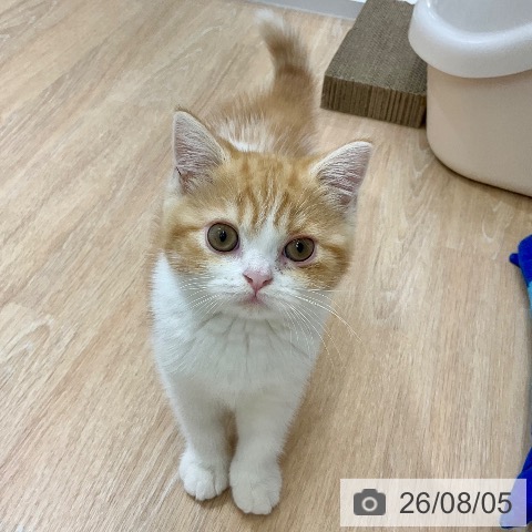 スコティッシュフォールドの写真