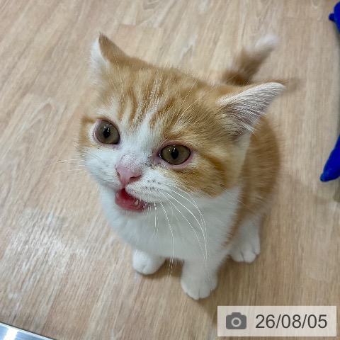 スコティッシュフォールドの写真