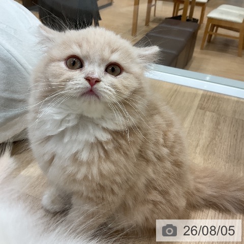 スコティッシュフォールドの写真