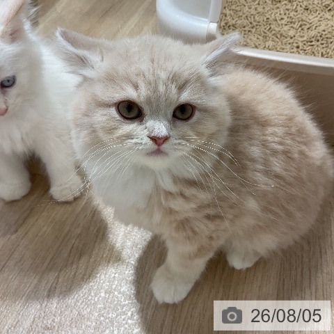 スコティッシュフォールドの写真