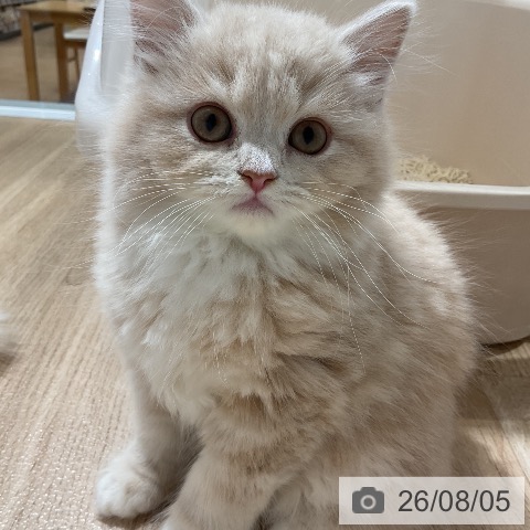 スコティッシュフォールドの写真