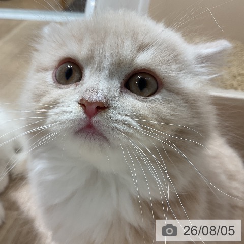 スコティッシュフォールドの写真