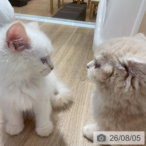 スコティッシュフォールドの写真