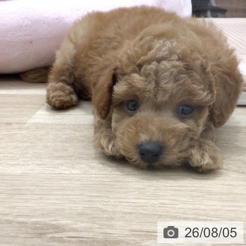 岐阜県のトイプードル(トイ) (ペットプラス 各務原店/2026年6月4日生まれ/男の子/レッド)の子犬の4枚目の画像