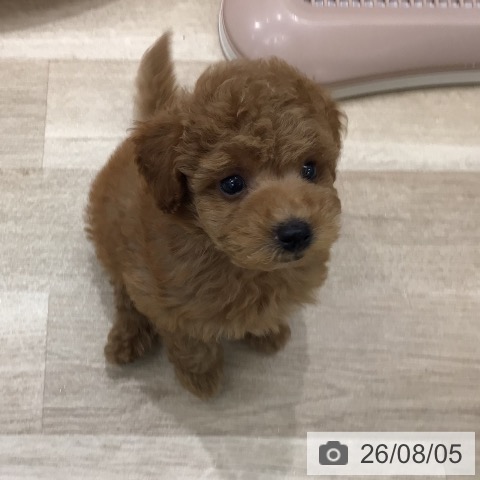 岐阜県のトイプードル(トイ) (ペットプラス 各務原店/2026年6月4日生まれ/男の子/レッド)の子犬の3枚目の画像