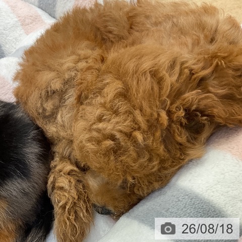 愛知県のトイプードル(トイ) (ペットプラス mozoワンダーシティ店/2026年6月4日生まれ/男の子/レッド)の子犬の3枚目の画像