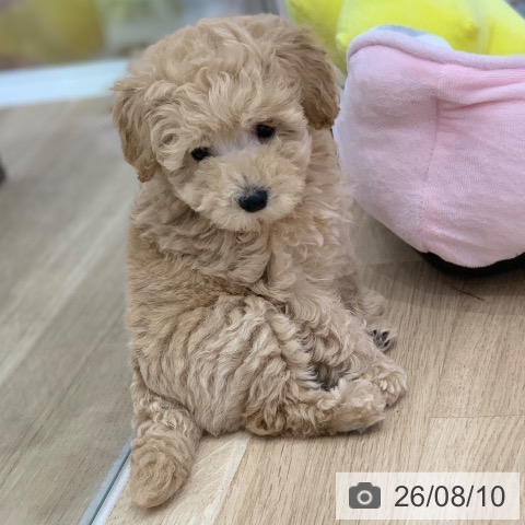 岐阜県のトイプードル(トイ) (ペットプラス 光ケ丘店/2026年6月4日生まれ/男の子/クリーム)の子犬の4枚目の画像